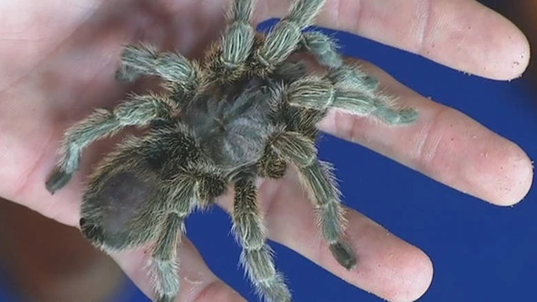 FBI: Αναζητεί 7.000 ταραντούλες, σαύρες & έντομα – Δείτε γιατί (Βίντεο)